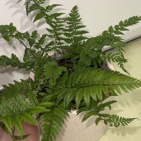 Photo of the plant species Korean Rock Fern by @SolidMedeola11 named Kobe on Greg, the plant care app