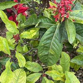 Photo of the plant species Brazilian Red-Cloak by @RobustMinikitty named Eva on Greg, the plant care app