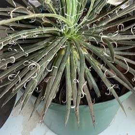 Photo of the plant species Desert Spoon by @RobustMinikitty named Lebron on Greg, the plant care app