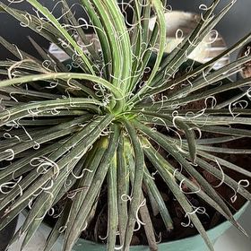 Photo of the plant species Adam's Needle by @RobustMinikitty named Taylor Swift on Greg, the plant care app