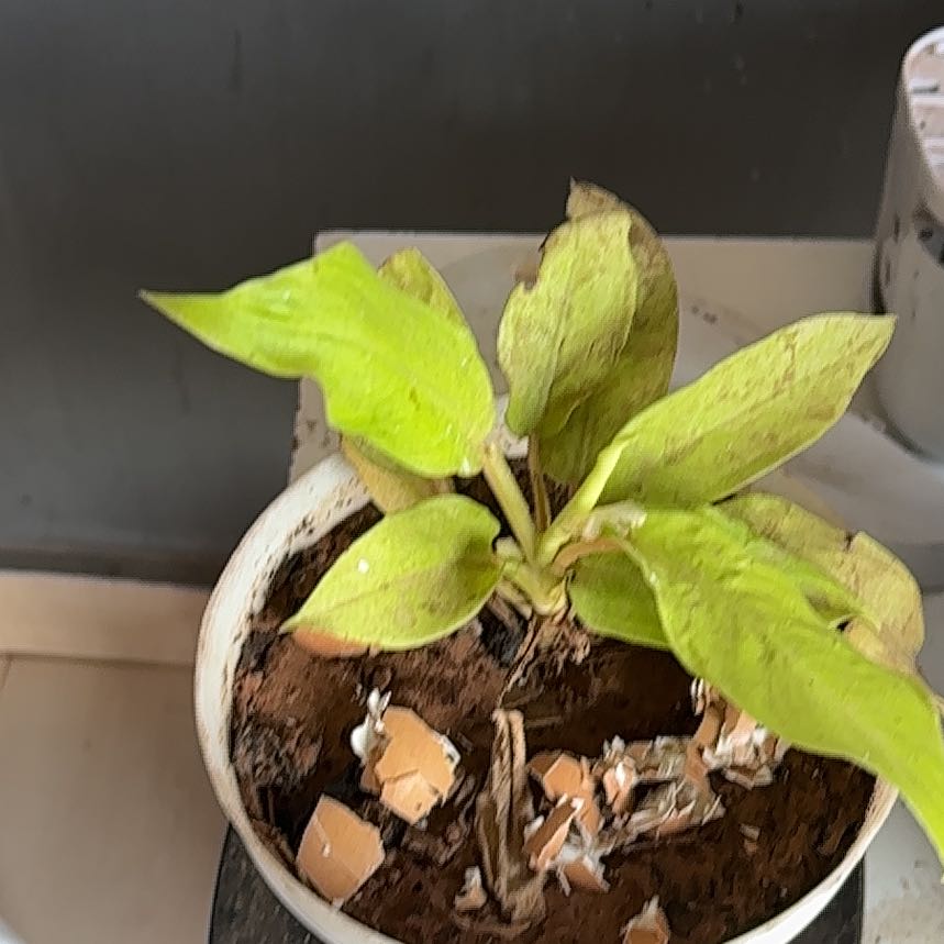 Photo of the plant species American Water Plantain by @RobustMinikitty named Harper on Greg, the plant care app