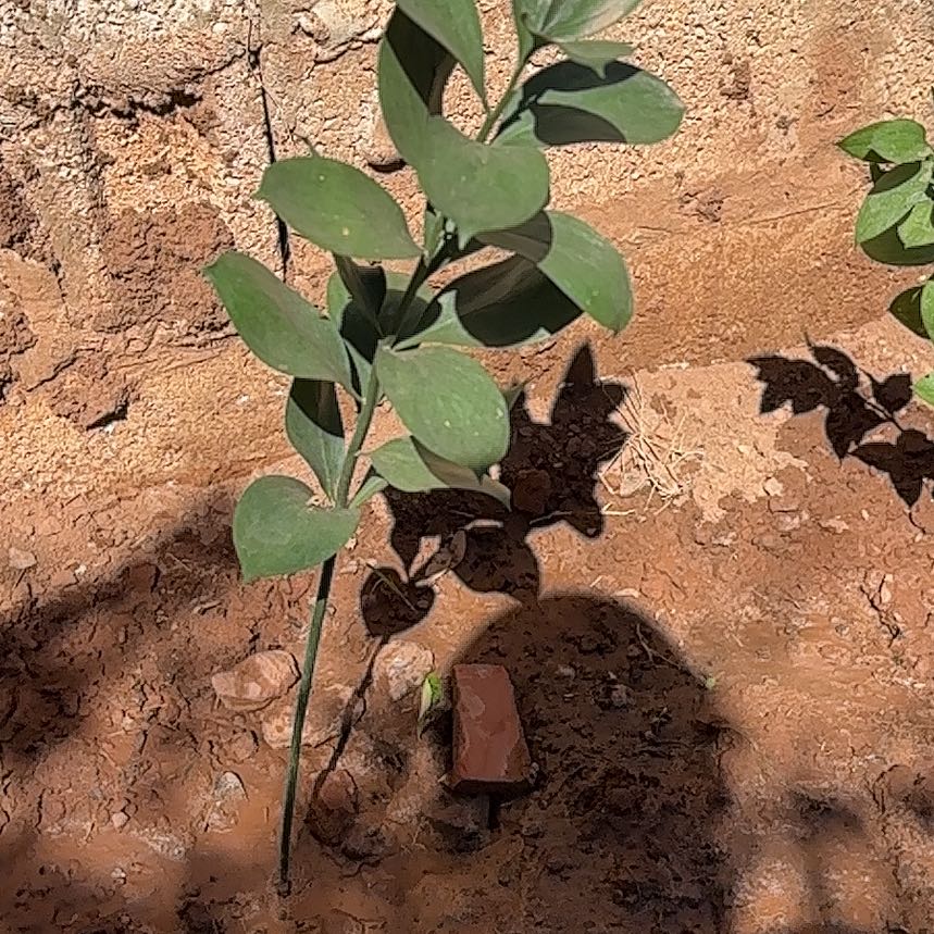 Photo of the plant species Spineless Butcher's-Broom by @RobustMinikitty named Pax on Greg, the plant care app