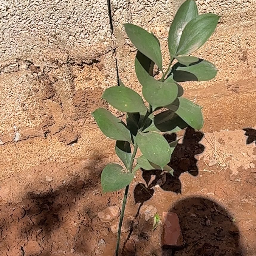 Photo of the plant species Spineless Butcher's-Broom by @RobustMinikitty named Ronaldo on Greg, the plant care app