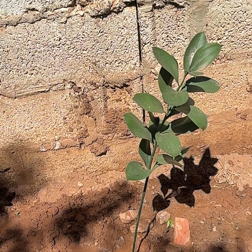 Photo of the plant species Spineless Butcher's-Broom by @RobustMinikitty named Bella on Greg, the plant care app