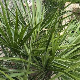 Photo of the plant species Saw Palmetto by @RobustMinikitty named James Dean on Greg, the plant care app