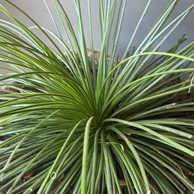Photo of the plant species Narrow Leaf Century Plant by @RobustMinikitty named Bigleef Smalls on Greg, the plant care app