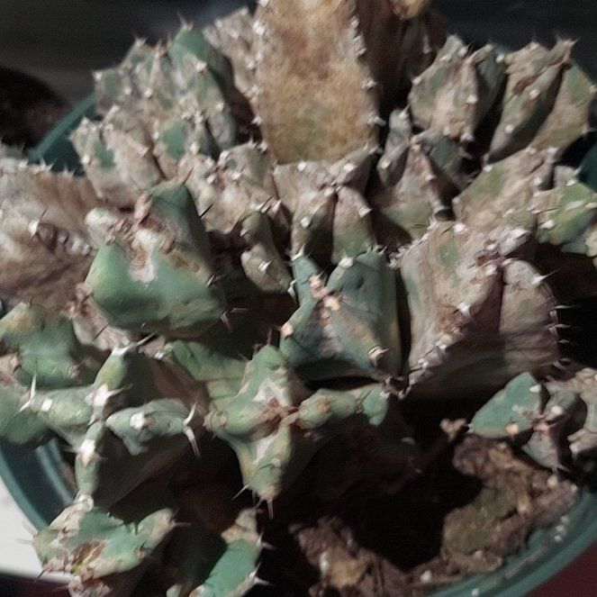 Photo of the plant species Moroccan Mound by @ZingBlueoak85 named Beckham on Greg, the plant care app