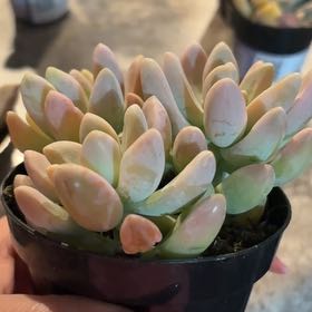 Photo of the plant species Graptosedum 'Ice Giant' by @FineBlacklocust named Elle on Greg, the plant care app