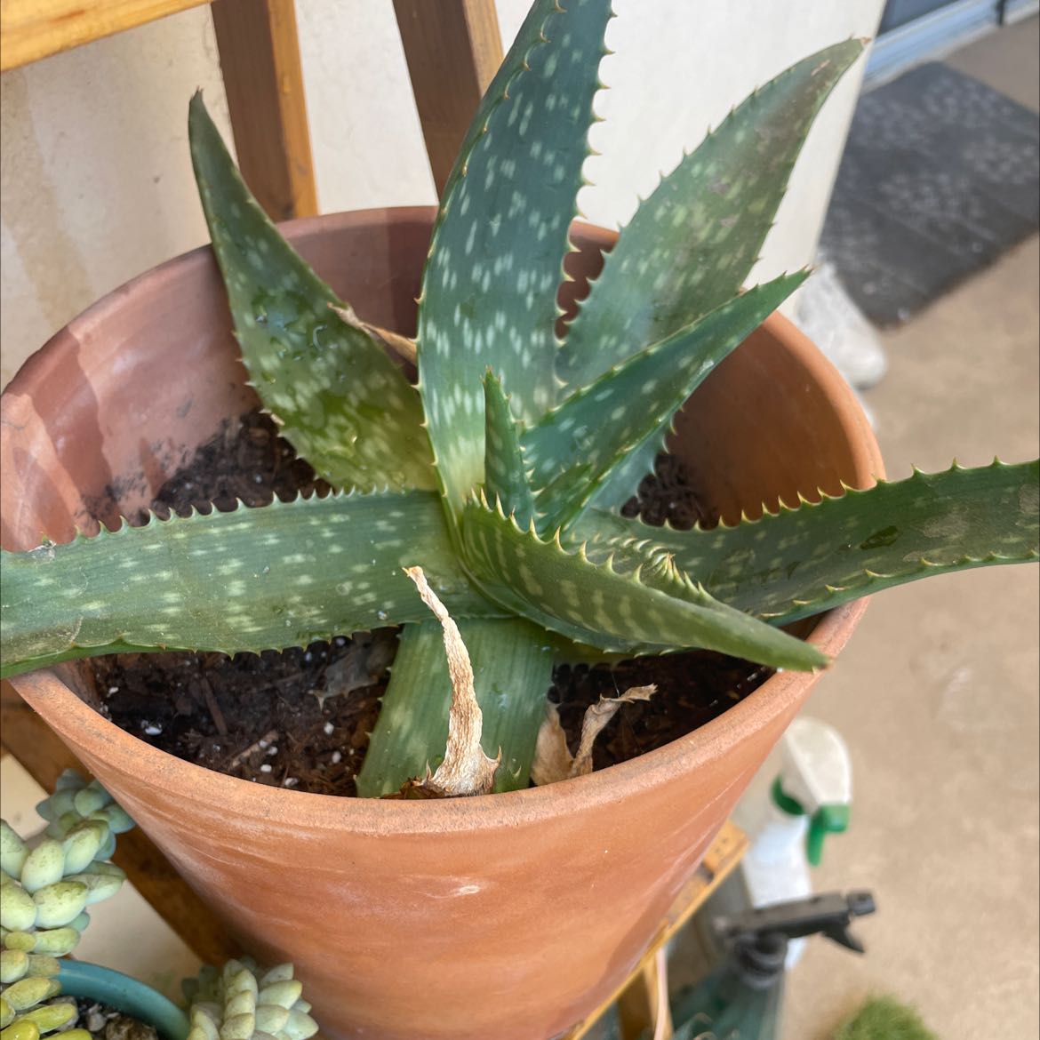 Photo of the plant species Broad-Leaved Aloe by @kristinawaters named Sigmund on Greg, the plant care app