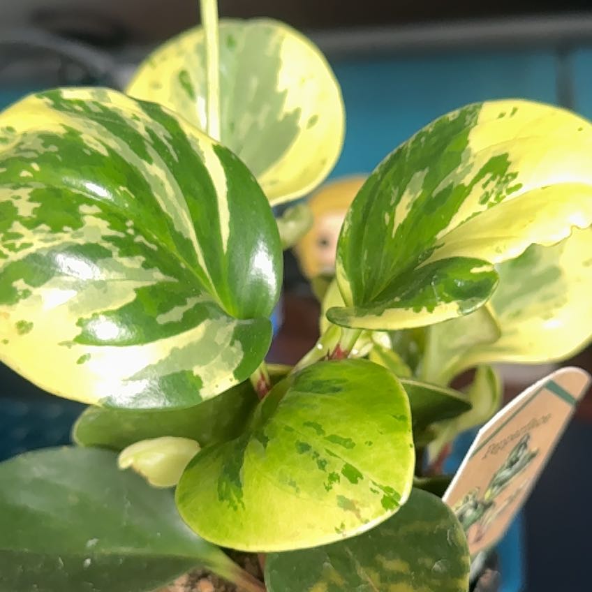 Photo of the plant species Peperface by @ZingNikaupalm5 named Walt on Greg, the plant care app