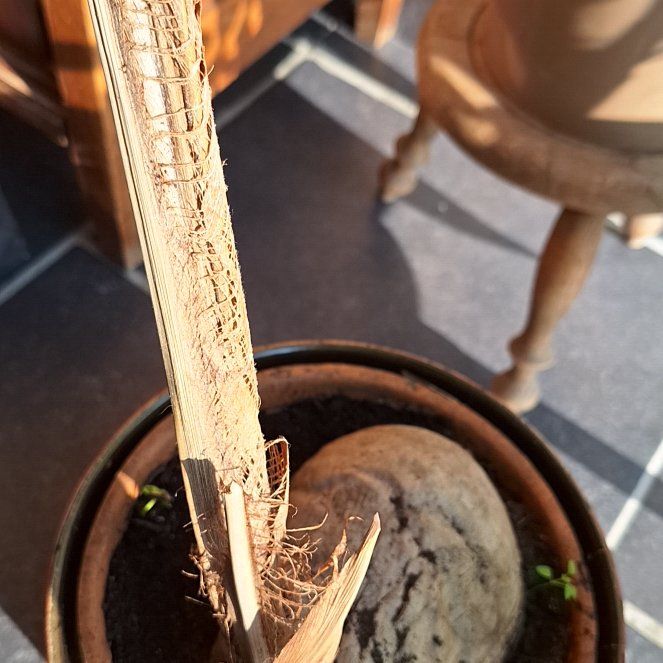 Photo of the plant species Cutleaf Teasel by @FormallyTipa24 named Gomez on Greg, the plant care app