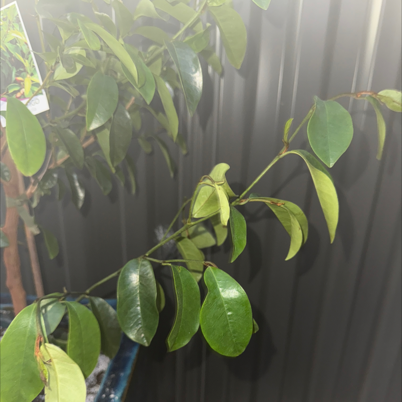 Photo of the plant species Banana shrub by @RulerWateroak41 named Osmo on Greg, the plant care app