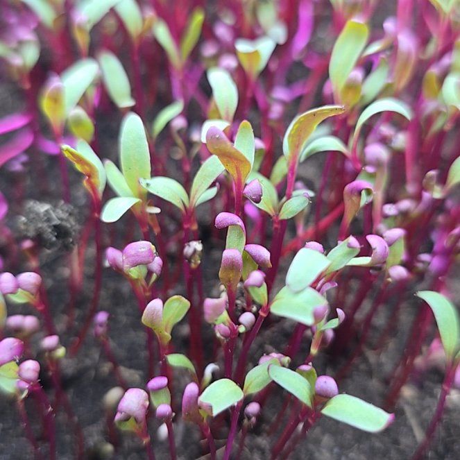 Photo of the plant species Bull's Blood Beet by @SincereNoblefir named Apollo on Greg, the plant care app