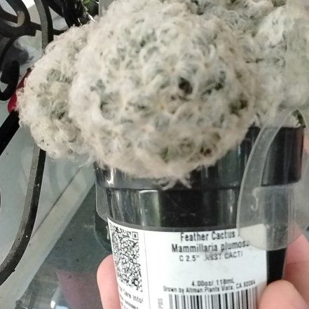 Photo of the plant species feather cactus by @AlivePotato61 named Mimosa on Greg, the plant care app