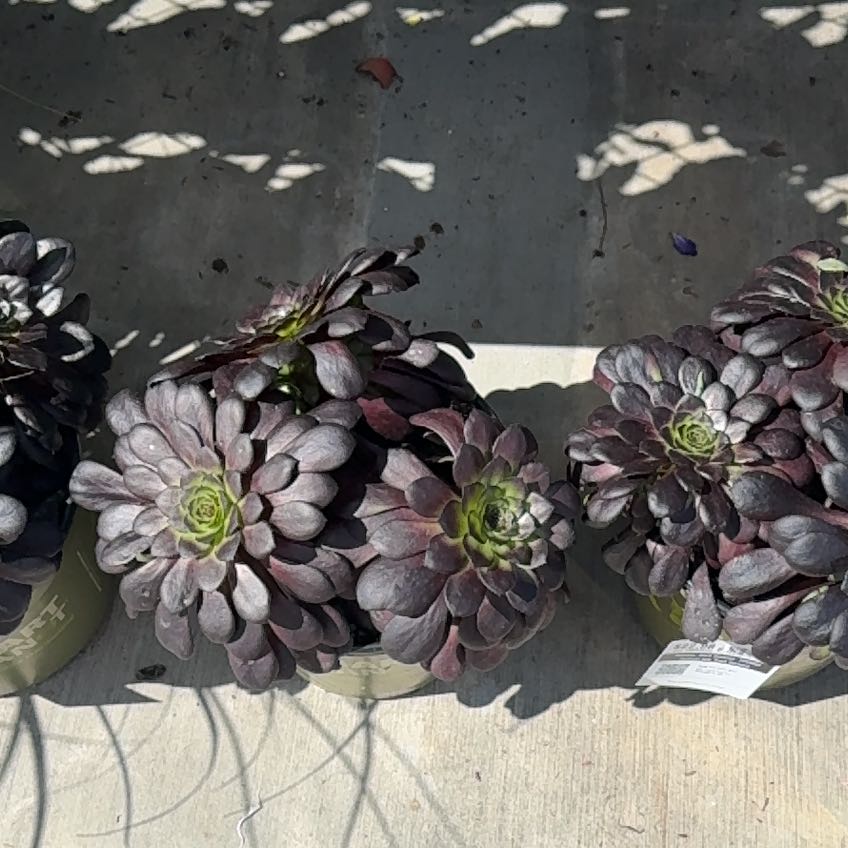 Photo of the plant species Aeonium 'Black Diamond' by @SharpTigerjade named Lavender on Greg, the plant care app