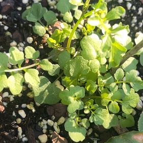 Photo of the plant species Wavy Bittercress by @ZappyWildradish named Naomi on Greg, the plant care app