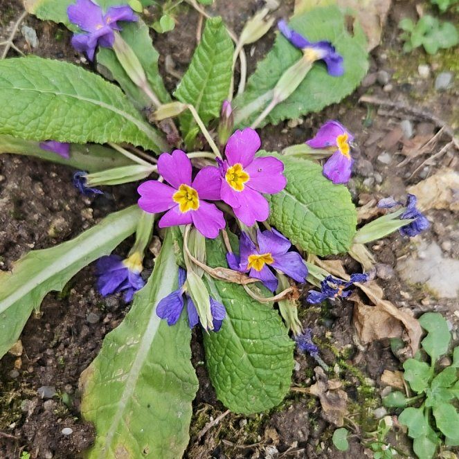 Photo of the plant species Primula Vulgaris by @HunkyPacificpea named Anne on Greg, the plant care app