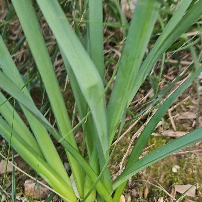 Photo of the plant species Iris by @HunkyPacificpea named Rosa on Greg, the plant care app