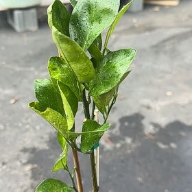 Photo of the plant species Cara Cara Orange Tree by @ComicalMexico47 named Zeus on Greg, the plant care app