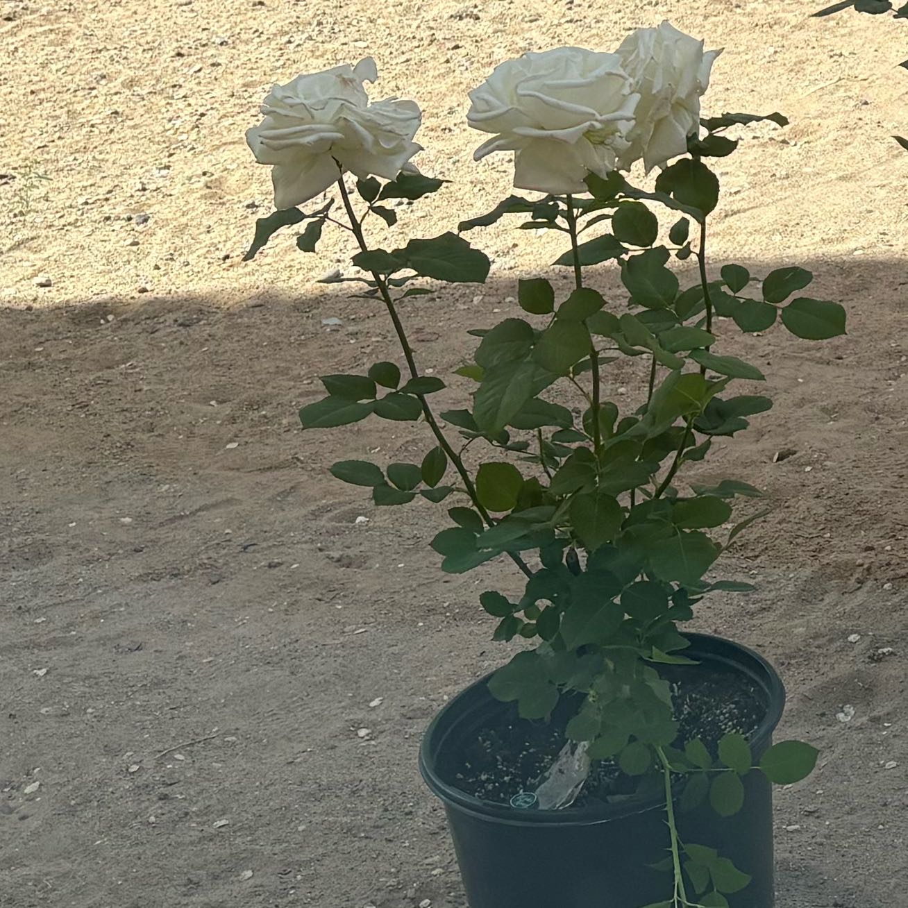 Photo of the plant species Hybrid Tea Rose by @PlantKiller08 named Paul McCartney on Greg, the plant care app