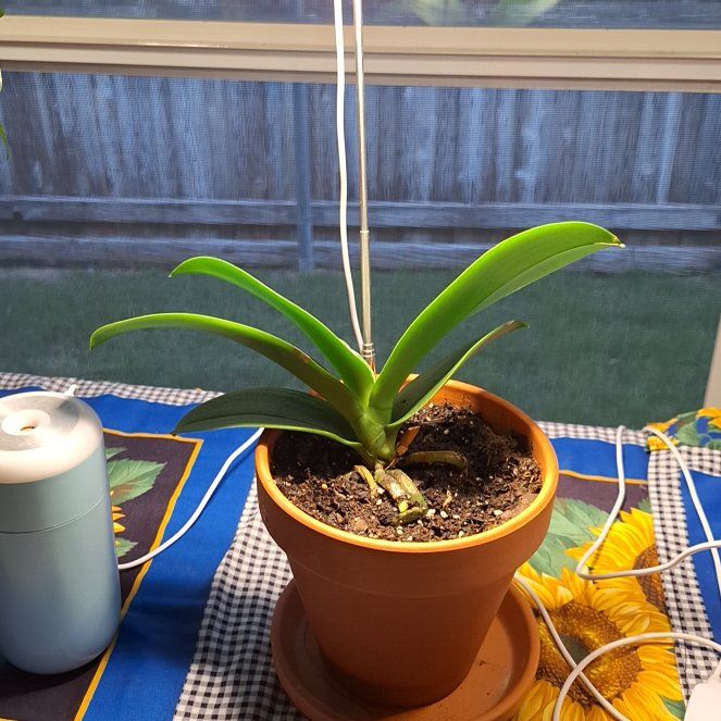 Photo of the plant species Phalaenopsis Bellina Orchid by @AwaitedTamarack named Sage on Greg, the plant care app