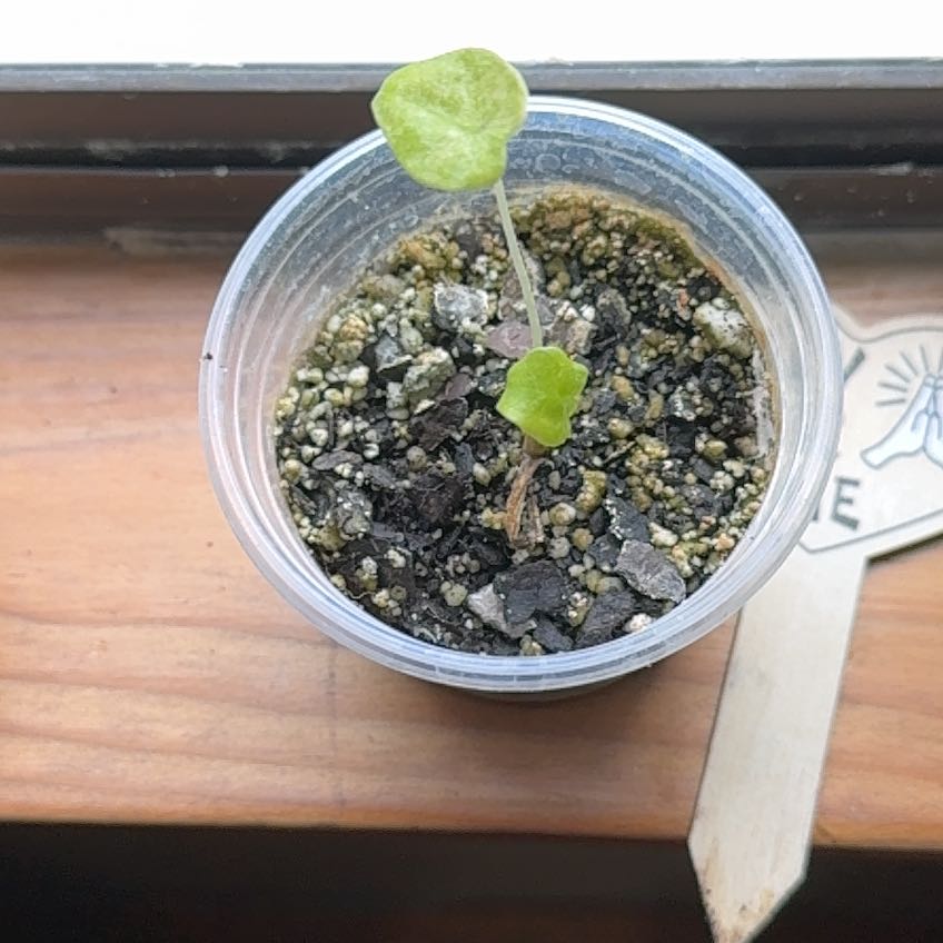 Photo of the plant species Blizzard Elephant Ear by @HolyRomannettle named Demi on Greg, the plant care app