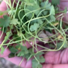 Photo of the plant species Dovefoot Geranium by @BoldBabyjumpup named Sol on Greg, the plant care app