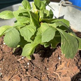 Photo of the plant species Dahlia 'Dalaya Fireball' by @GoldFivespot named Bella on Greg, the plant care app
