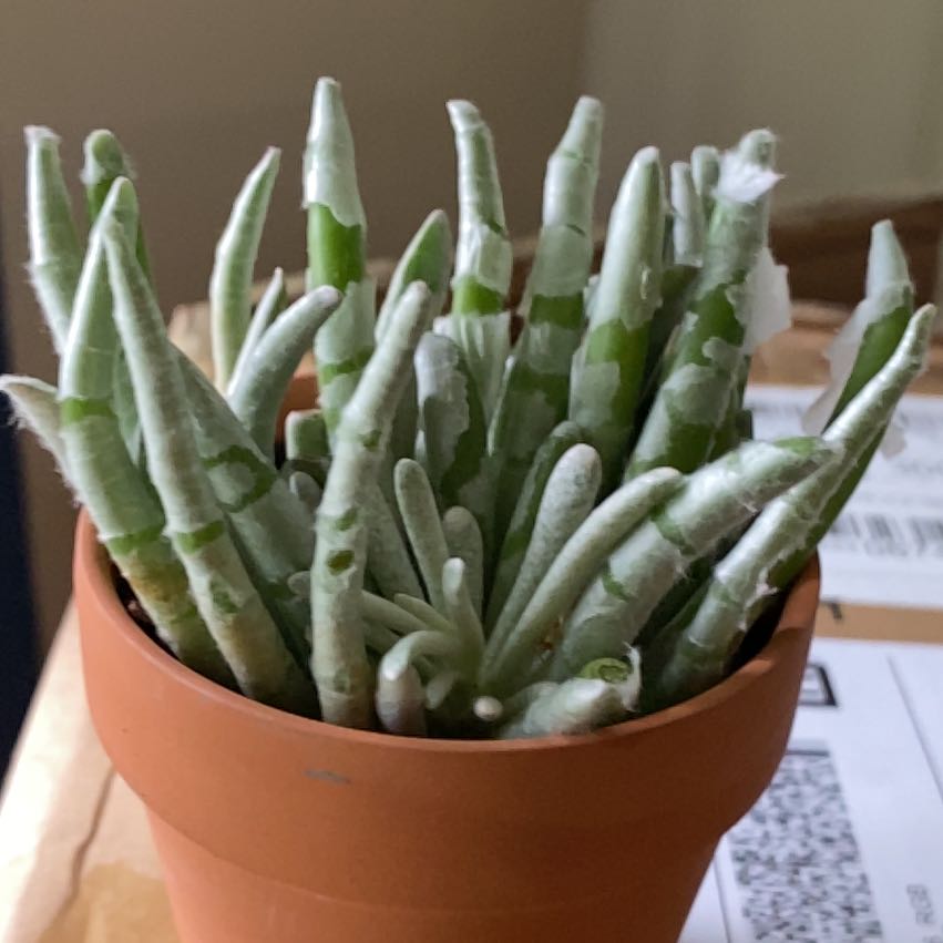 Photo of the plant species Jersey Cudweed by @AcceptingLoquat named Cleopatra on Greg, the plant care app