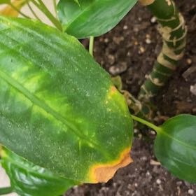Photo of the plant species Coprosma Repens by @AcceptingLoquat named Leaf Erickson on Greg, the plant care app