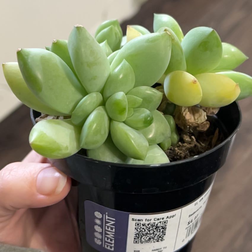 Photo of the plant species Sedeveria 'Peridot Passion' by @GeniusGinger96 named Orlando Bloom on Greg, the plant care app