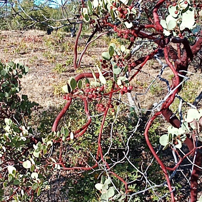 Photo of the plant species Redbox by @YokeZebrina46 named Spike Leaves on Greg, the plant care app
