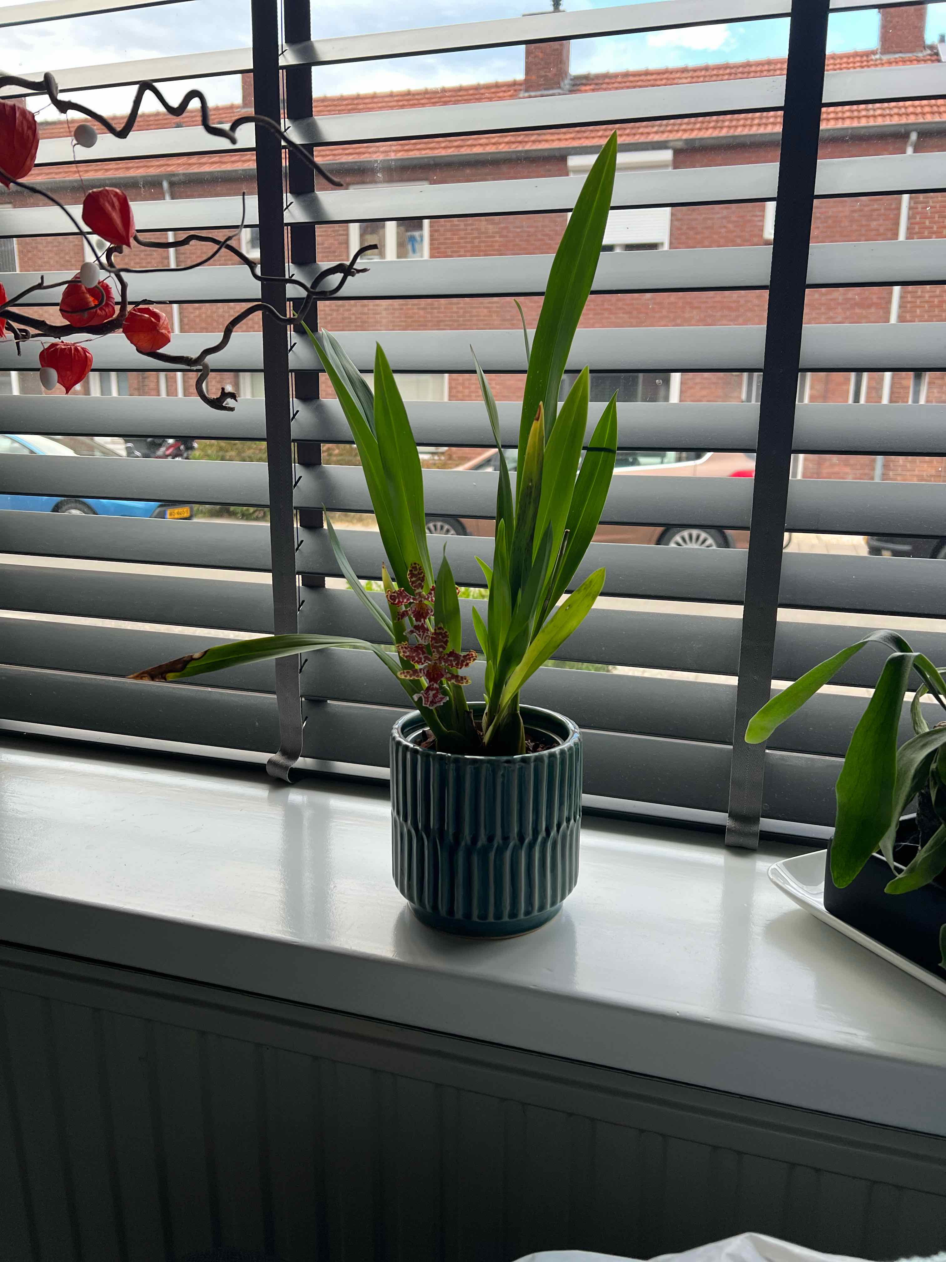 Photo of the plant species Cambria Orchid by @ResoluteFuchsia named Kylie on Greg, the plant care app