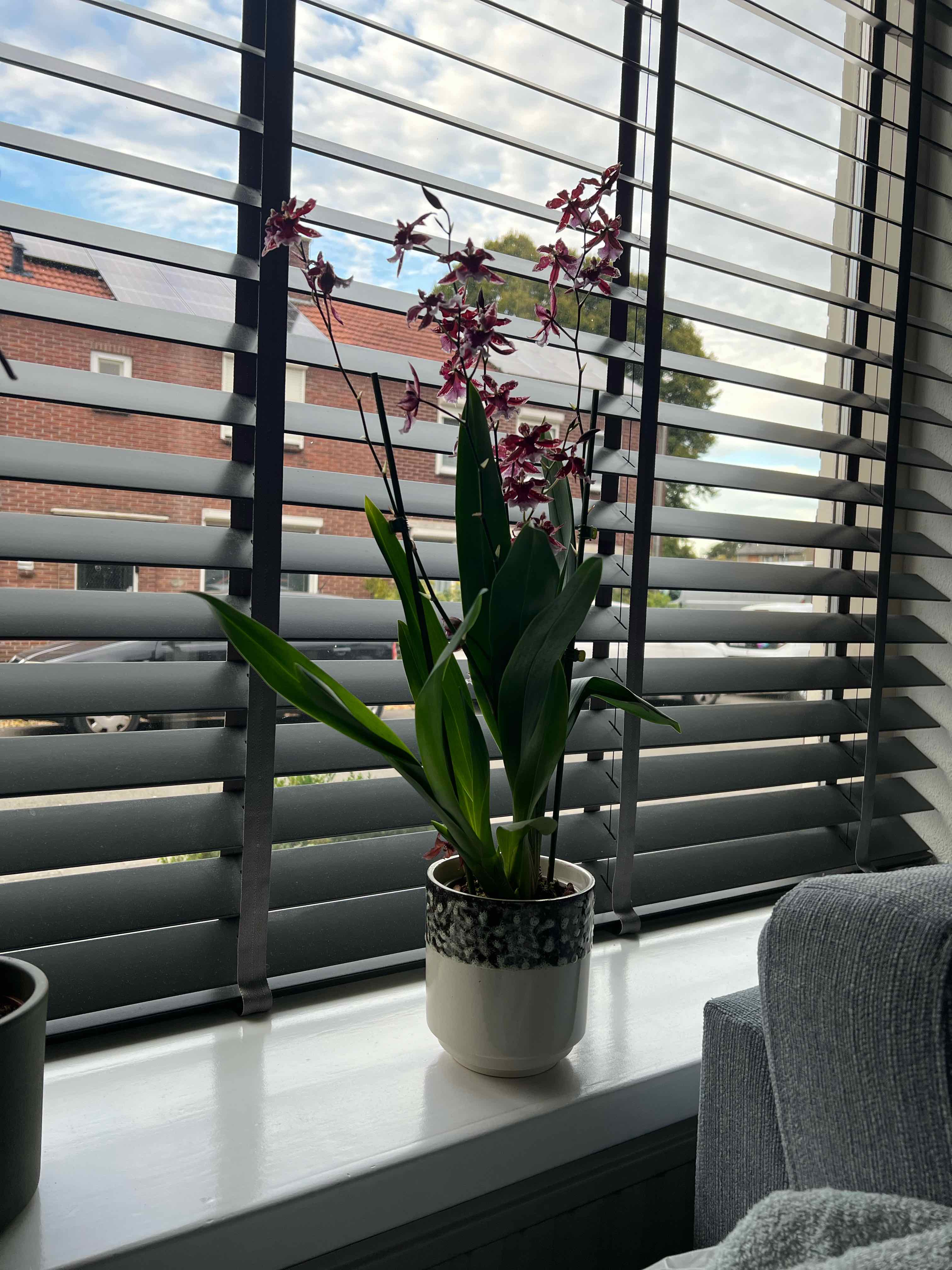 Photo of the plant species Cambria Orchid by @ResoluteFuchsia named Fernie Mac on Greg, the plant care app