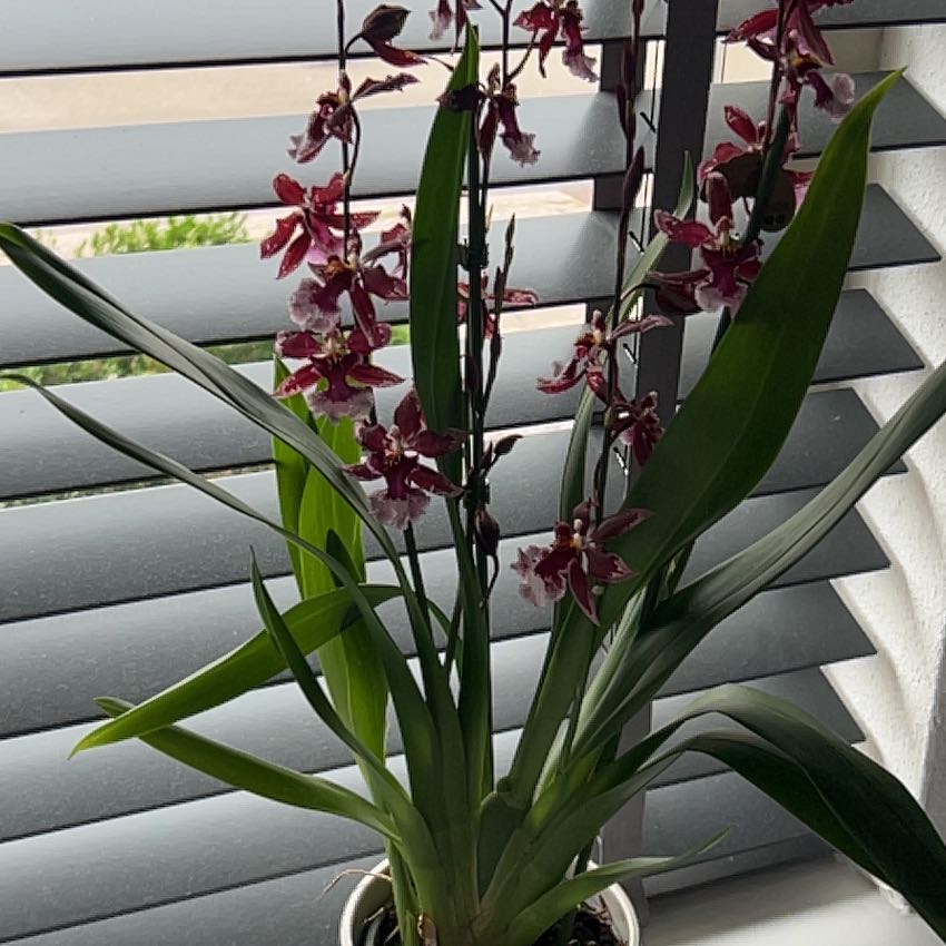 Photo of the plant species Cambria Orchid by @ResoluteFuchsia named Fernie Mac on Greg, the plant care app