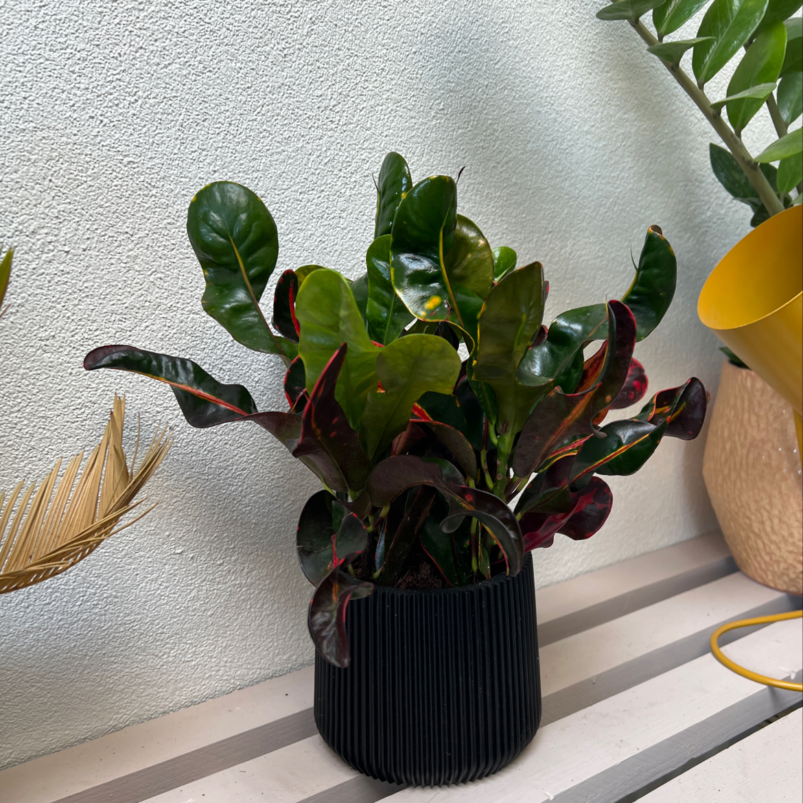 Photo of the plant species Croton Curly Boy by @ResoluteFuchsia named Dax on Greg, the plant care app