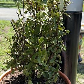 Photo of the plant species Gardenia by @NewBegonia30 named Cleopatra on Greg, the plant care app