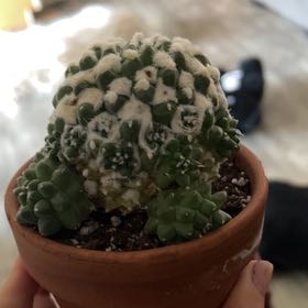 Plant care for feather cactus on Greg, the plant care app