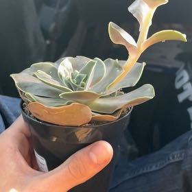 Photo of the plant species Echerveria 'Gilva' by @DeftSkimmia92 named Wall-E on Greg, the plant care app