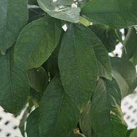 Photo of the plant species Golden Chain by @PurelyNeem54 named Austen on Greg, the plant care app