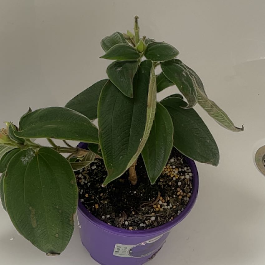 Photo of the plant species Princess flower by @DecisiveSalsify named Ronaldo on Greg, the plant care app
