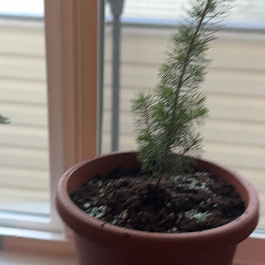 Photo of the plant species Engelmann Spruce by @AceKiekie74 named Oscar on Greg, the plant care app