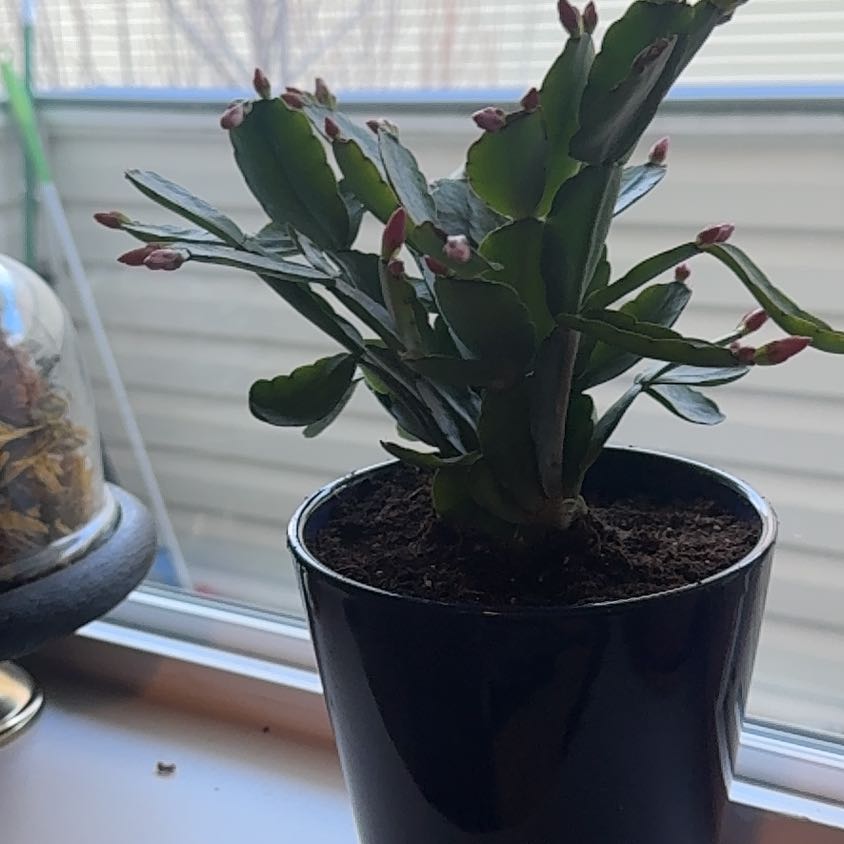 Plant care for Rhipsalidopsis gaertneri 'Orange' on Greg, the plant care app