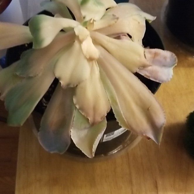 Photo of the plant species Echeveria 'Andromeda' by @ModelCanna70 named Athena on Greg, the plant care app