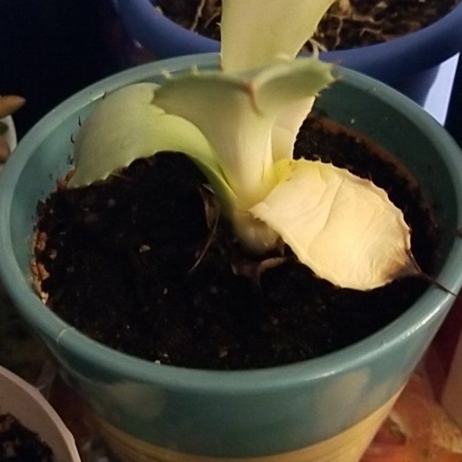 Photo of the plant species Artichoke Agave by @ModelCanna70 named Sproutacus on Greg, the plant care app