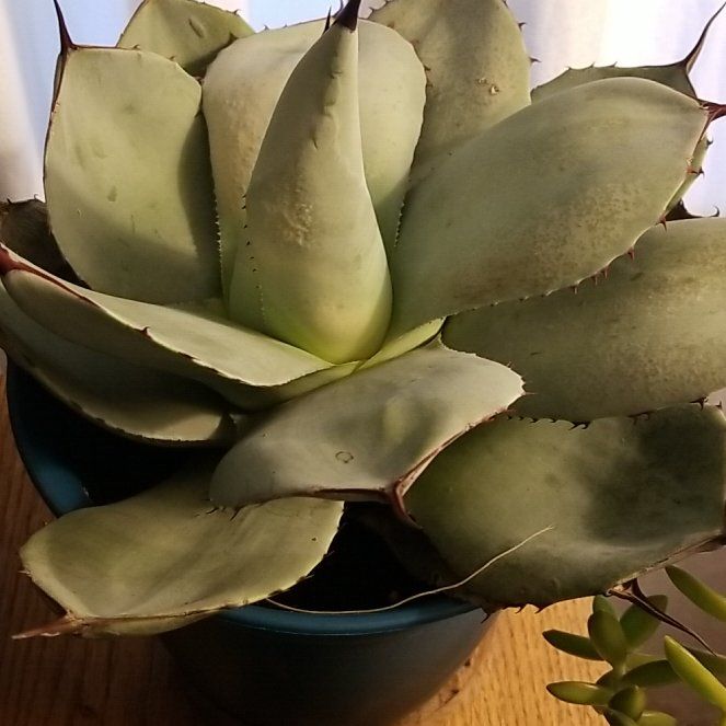Photo of the plant species Artichoke Agave by @ModelCanna70 named Forrest on Greg, the plant care app