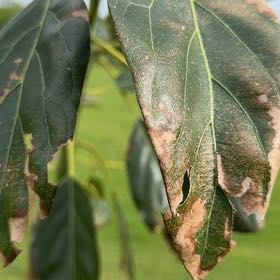 Photo of the plant species Water Oak by @LimberTarbush36 named McKinley on Greg, the plant care app