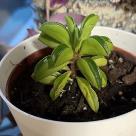 Photo of the plant species Taco Plant by @LushDaisy80 named Beyonce on Greg, the plant care app