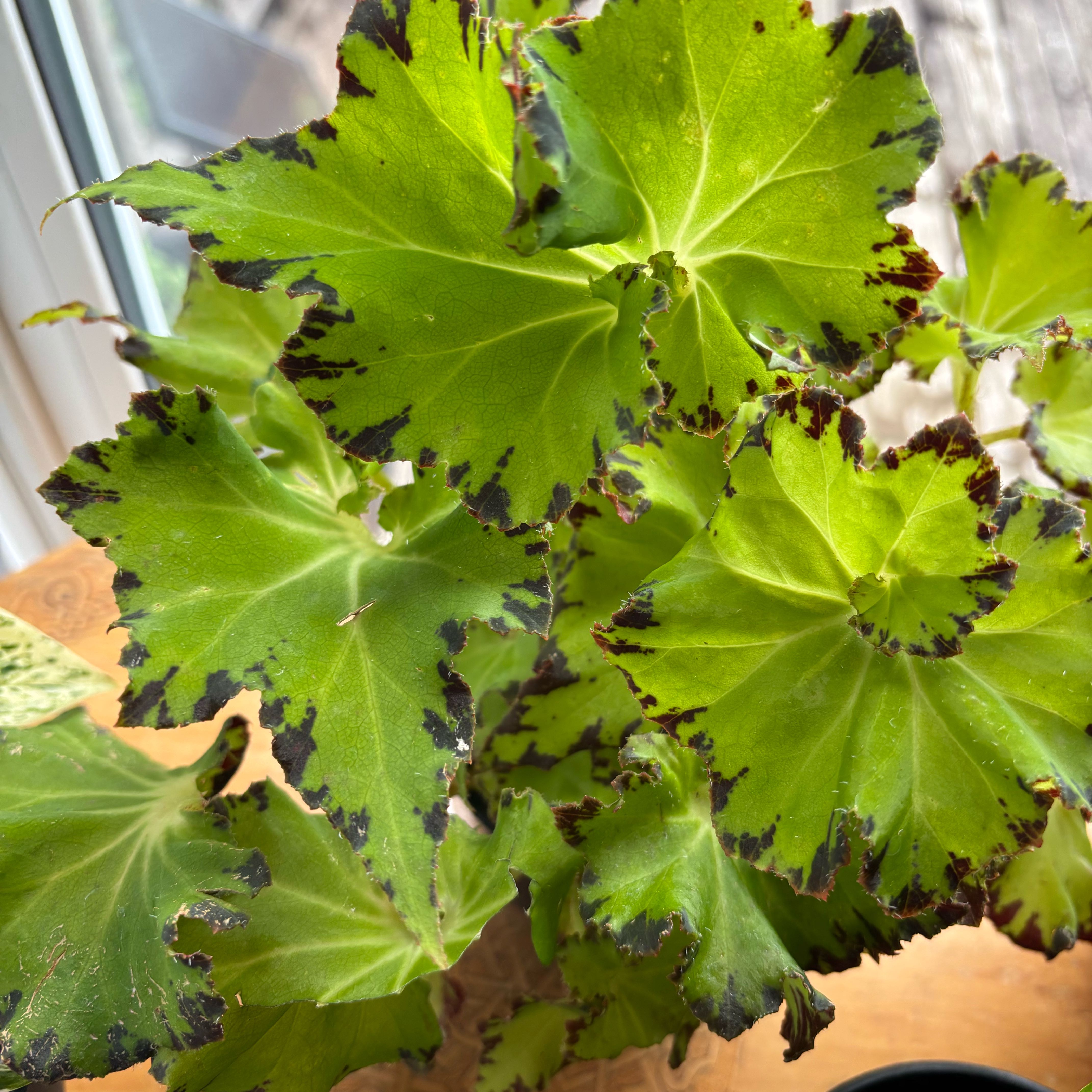 Photo of the plant species Rex Begonia Jive by @LushDaisy80 named Harmony on Greg, the plant care app