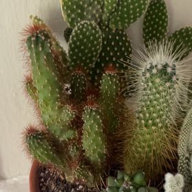 Photo of the plant species Arborescent Prickly Pear by @TopStaraloe30 named Leaf Erickson on Greg, the plant care app